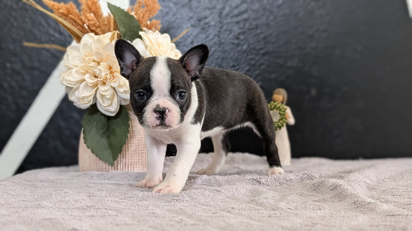BOSTON TERRIER (FEB 09) FEMALES