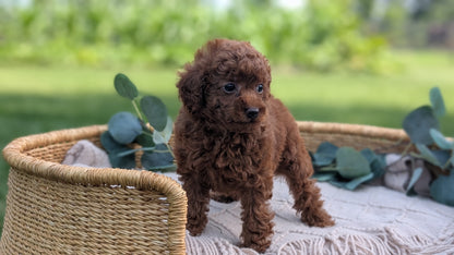 MINI POODLE (MAY 20) FEMALE