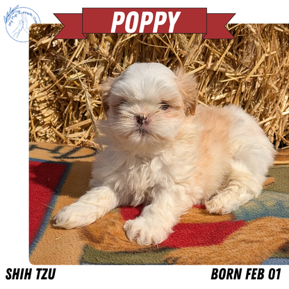 SHIH TZU (02/01) FEMALE