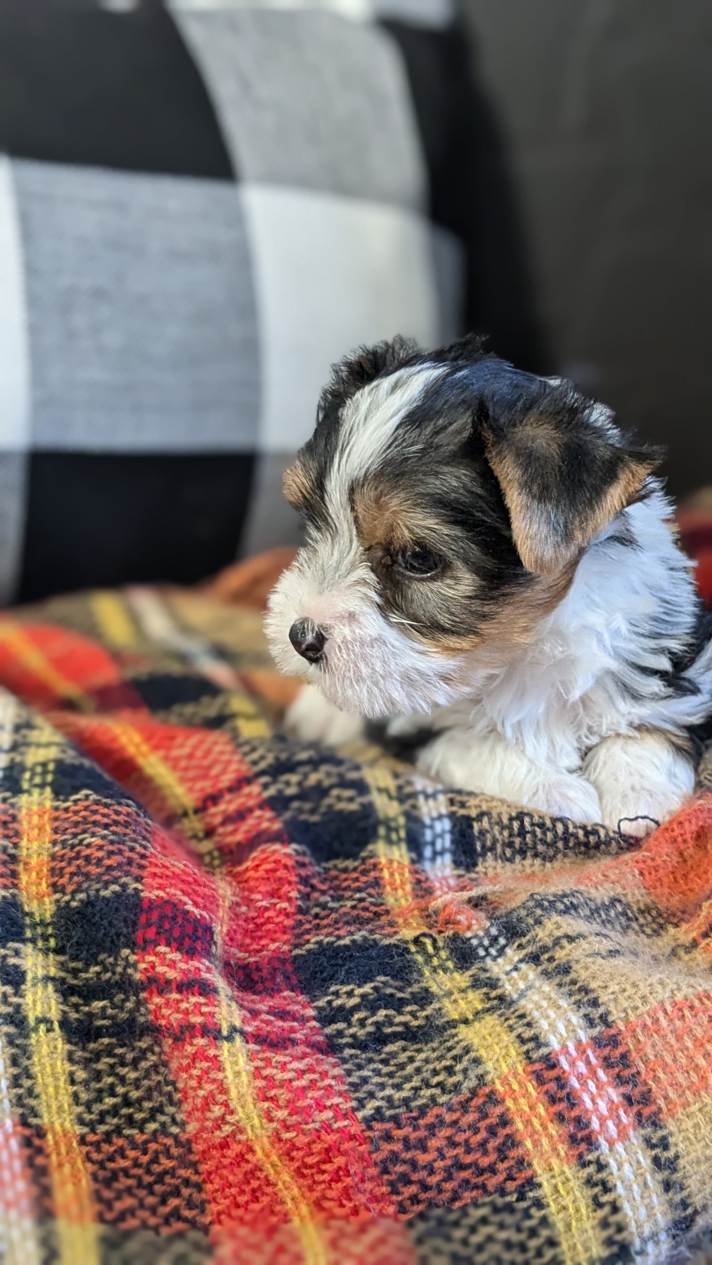 YORKSHIRE TERRIER (09/28) MALE