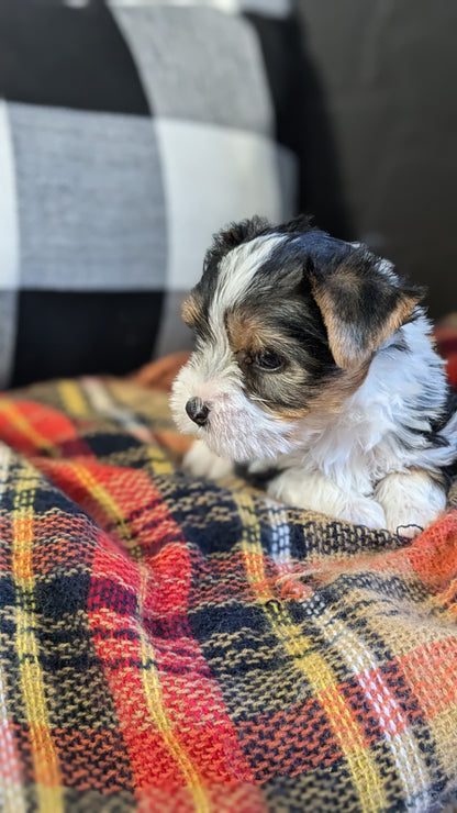 YORKSHIRE TERRIER (09/28) MALE