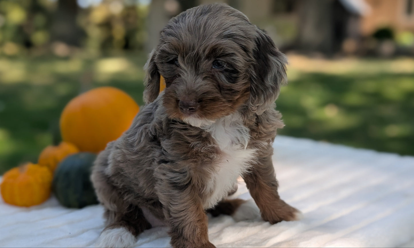 MINI BERNEDOODLE (07/25) FEMALE