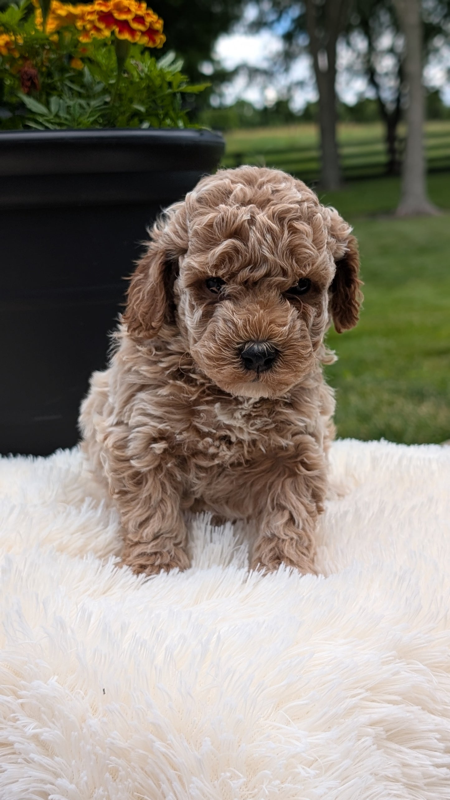MINI POODLE (MAY 12) MALES