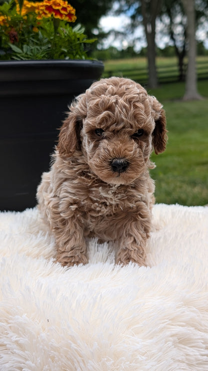 MINI POODLE (MAY 12) MALES