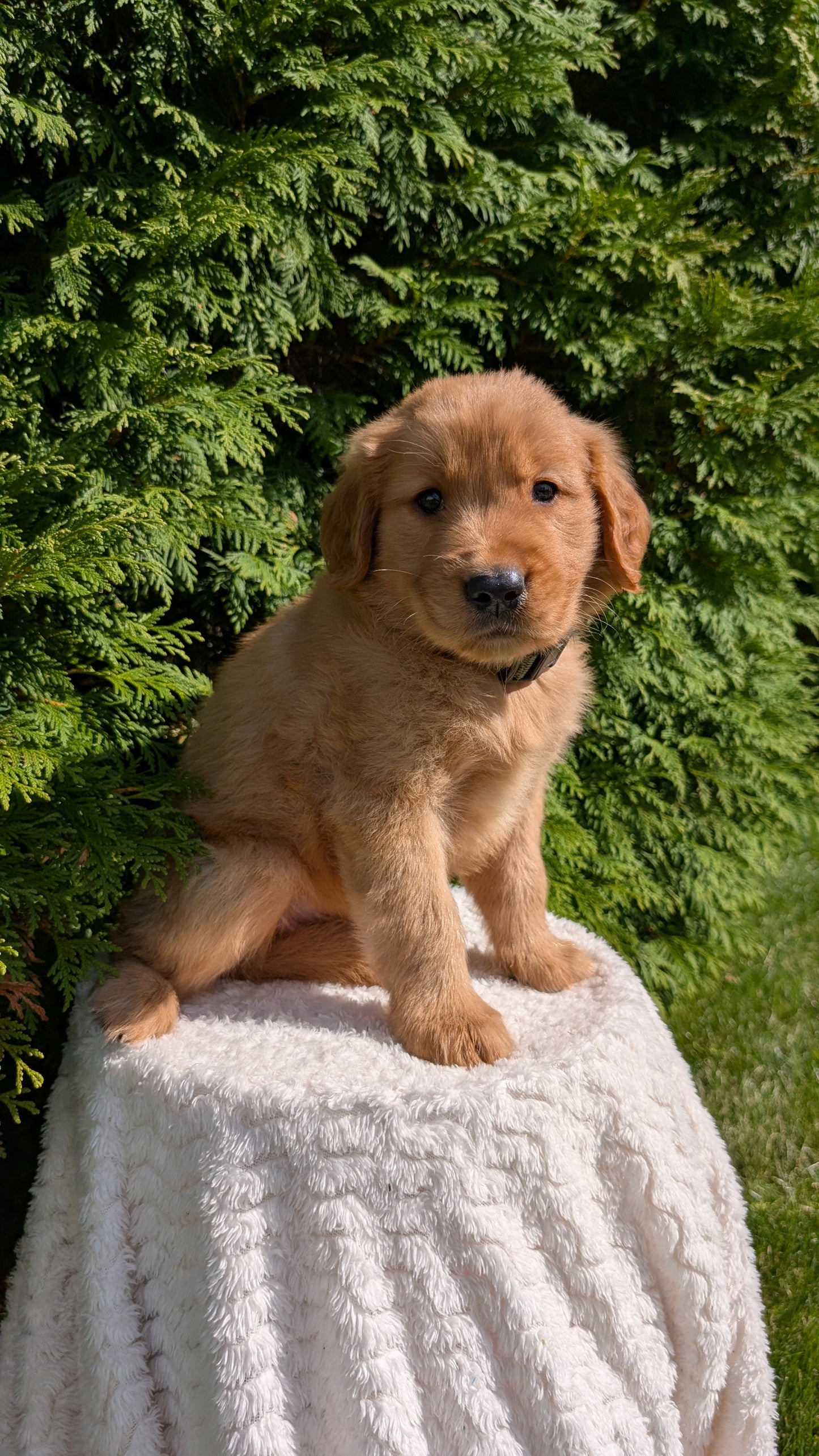 GOLDEN RETRIEVER (07/16) MALE