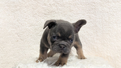 FRENCH BULLDOG (JUN 29) MALES