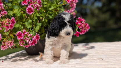 MINI BERNEDOODLE (06/11) FEMALE
