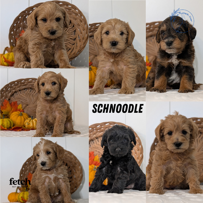 SCHNOODLE (SEP 03) 4 FEMALES/3 MALES