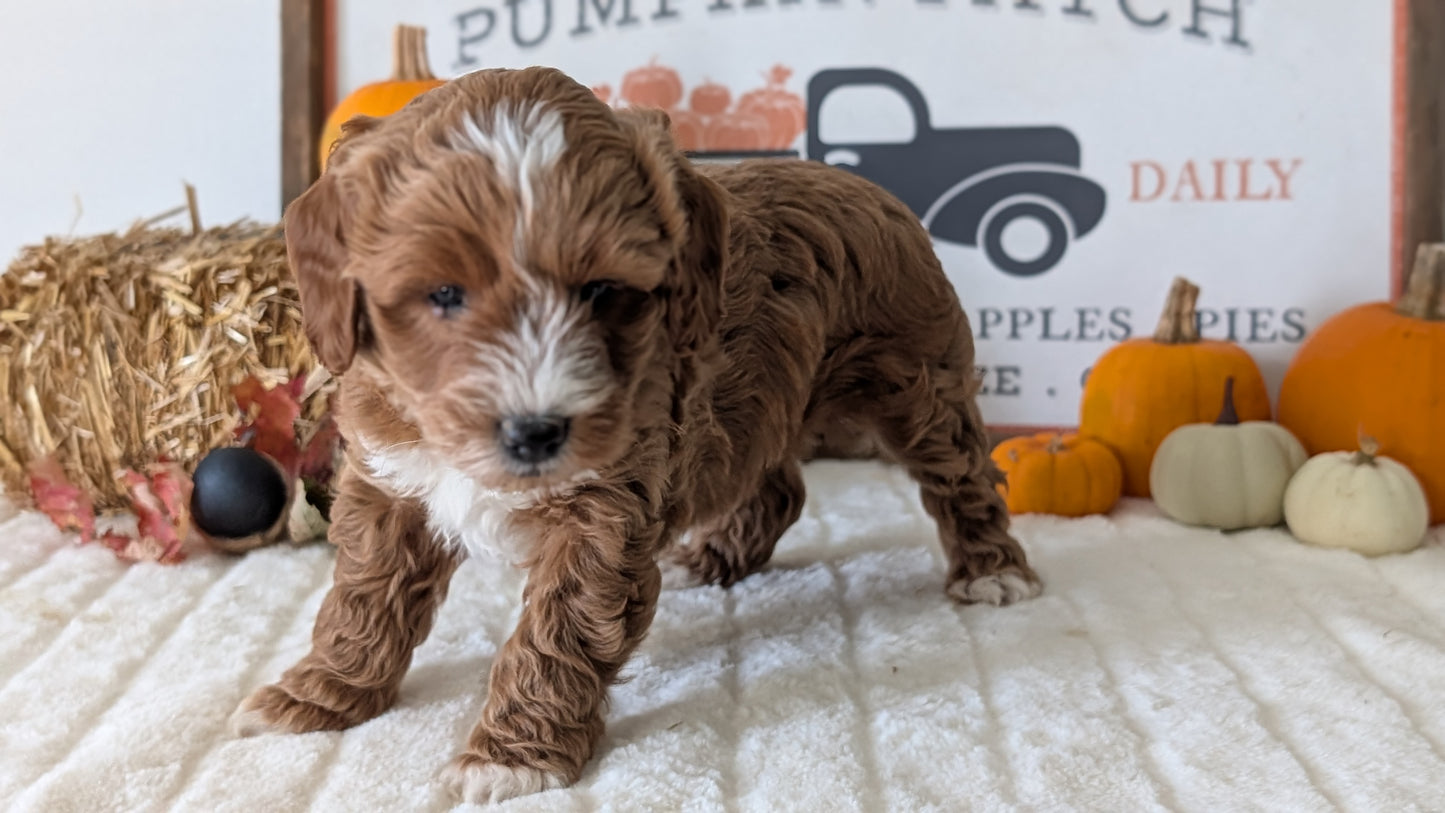 MINI GOLDENDOODLE (09/21) MALE
