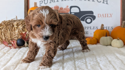 MINI GOLDENDOODLE (09/21) MALE