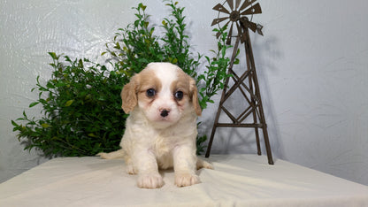 CAVAPOO (02/17) FEMALE