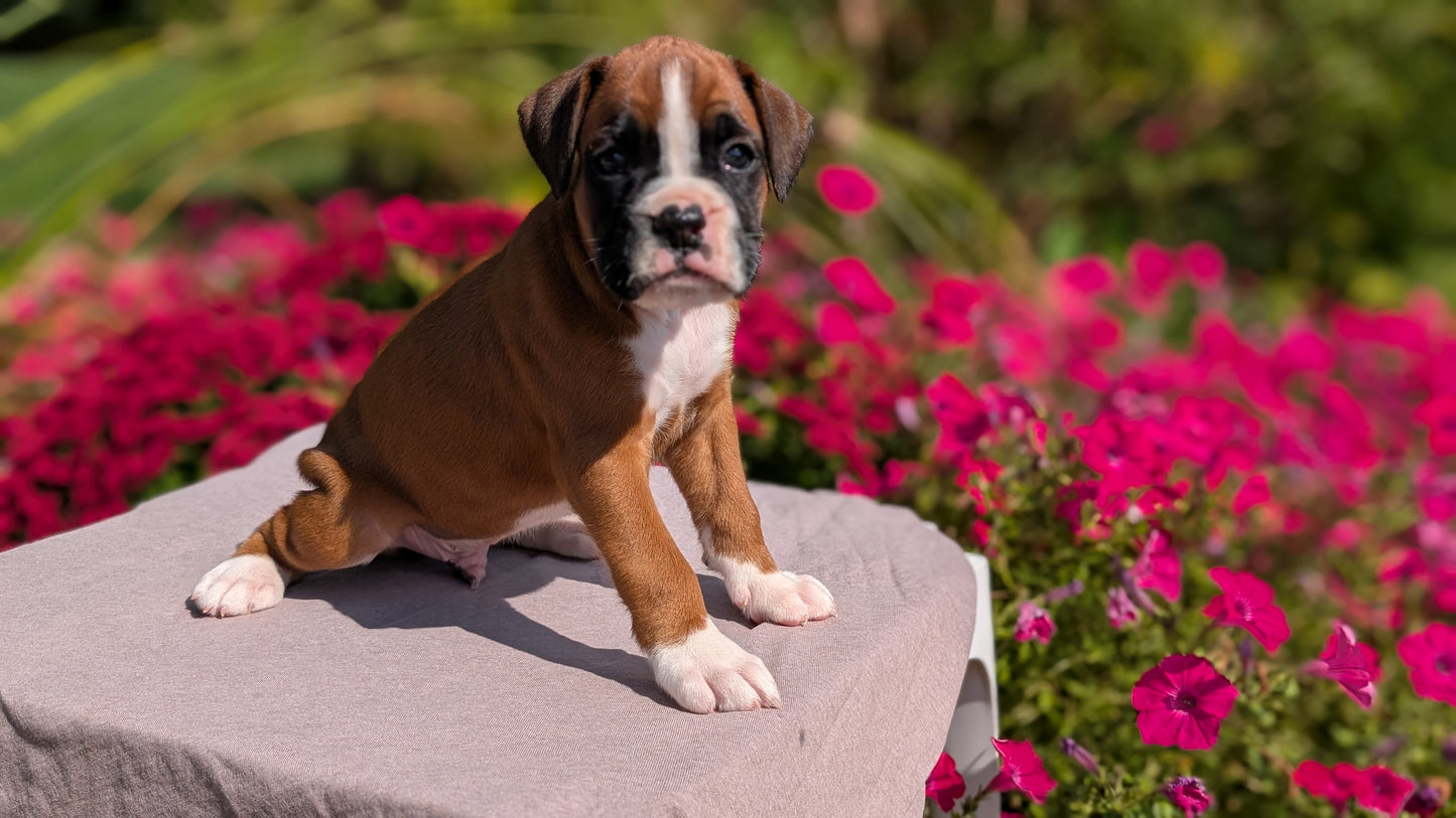 BOXER (08/20) MALE