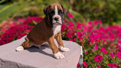 BOXER (08/20) MALE
