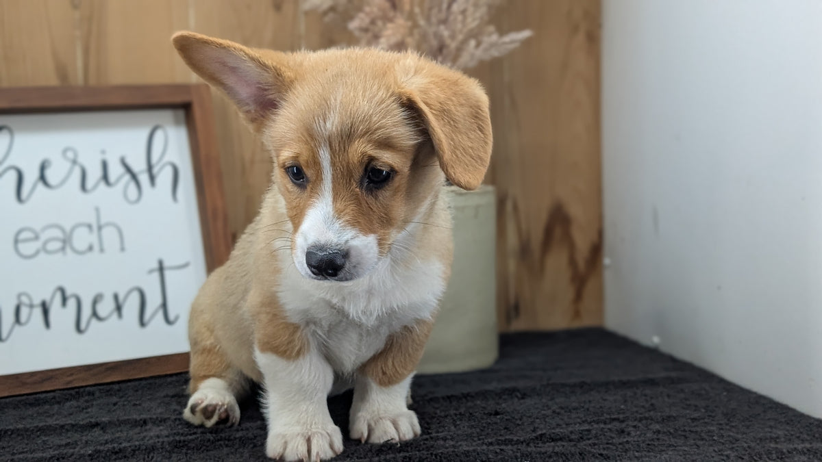 CORGI (JUL 13) 2 FEMALES/3 MALES