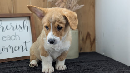 CORGI (JUL 13) 2 FEMALES/3 MALES