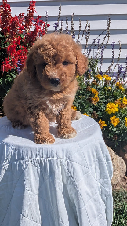 MINI GOLDENDOODLE (08/15) MALE