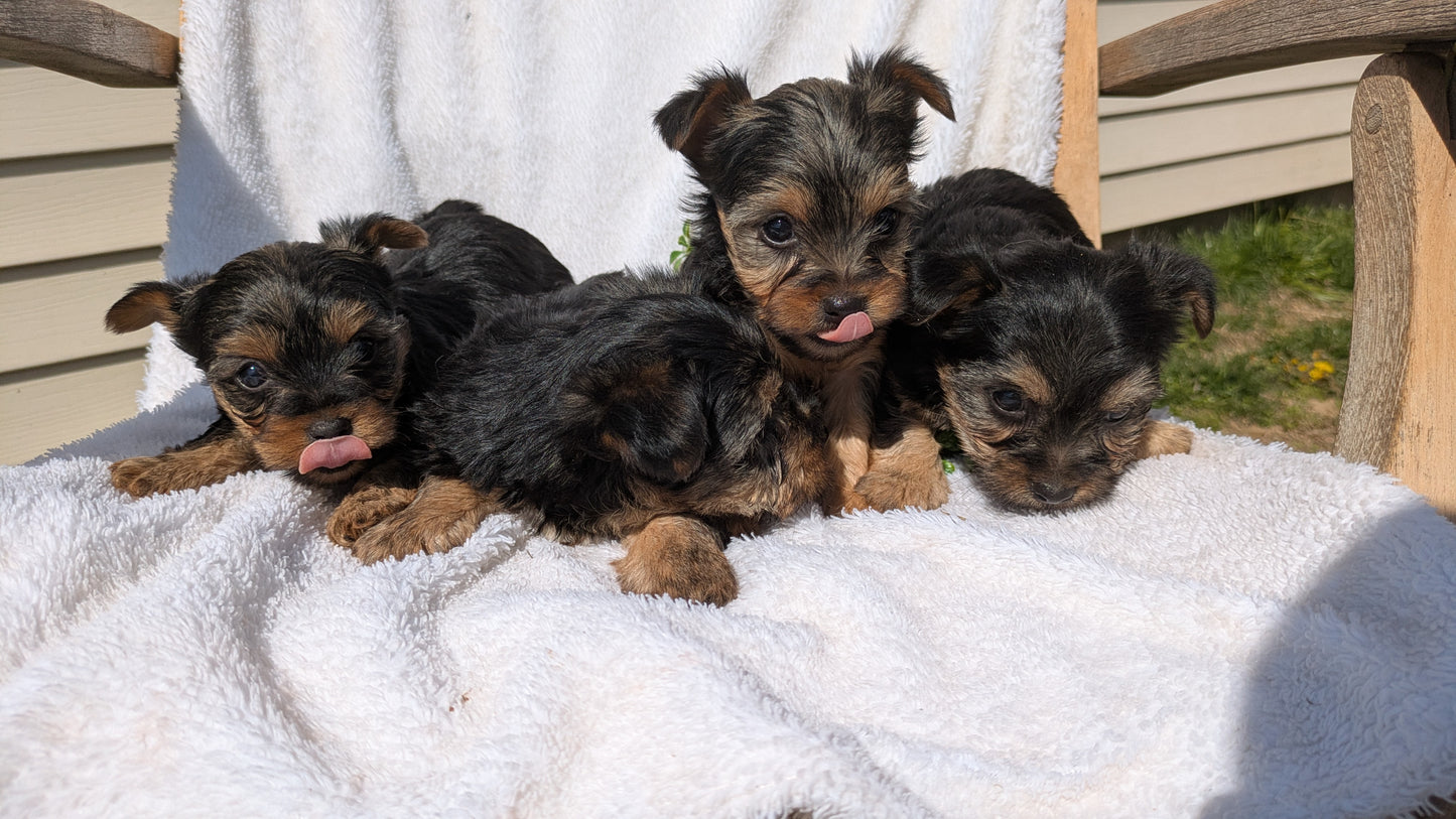 YORKSHIRE TERRIER (02/28) MALE