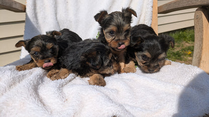 YORKSHIRE TERRIER (02/28) MALE
