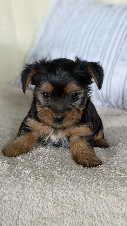 YORKSHIRE TERRIER (02/25) FEMALE