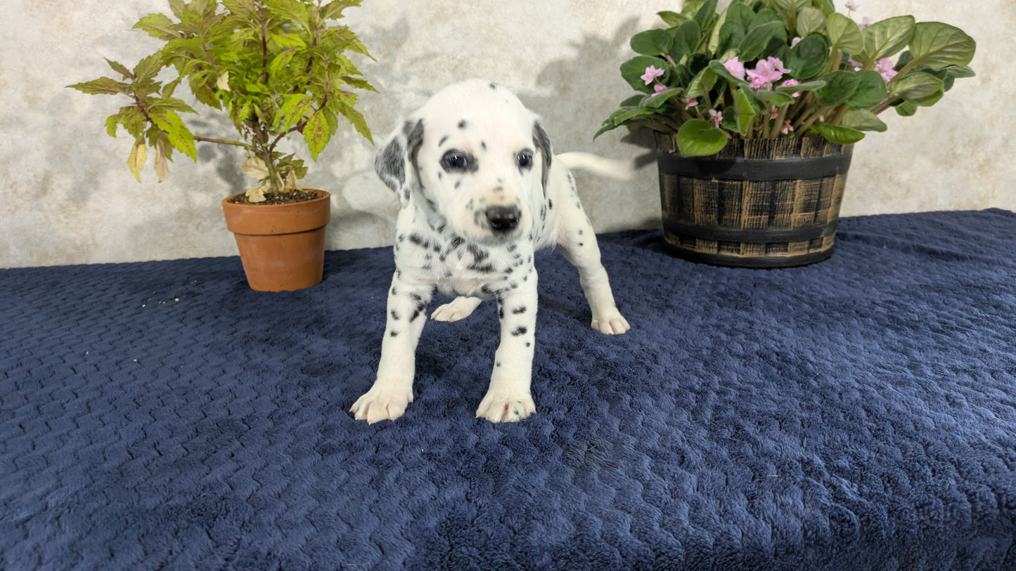 DALMATIAN (02/14) MALE