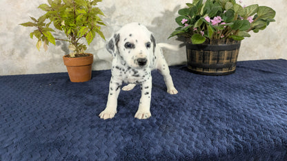 DALMATIAN (02/14) MALE