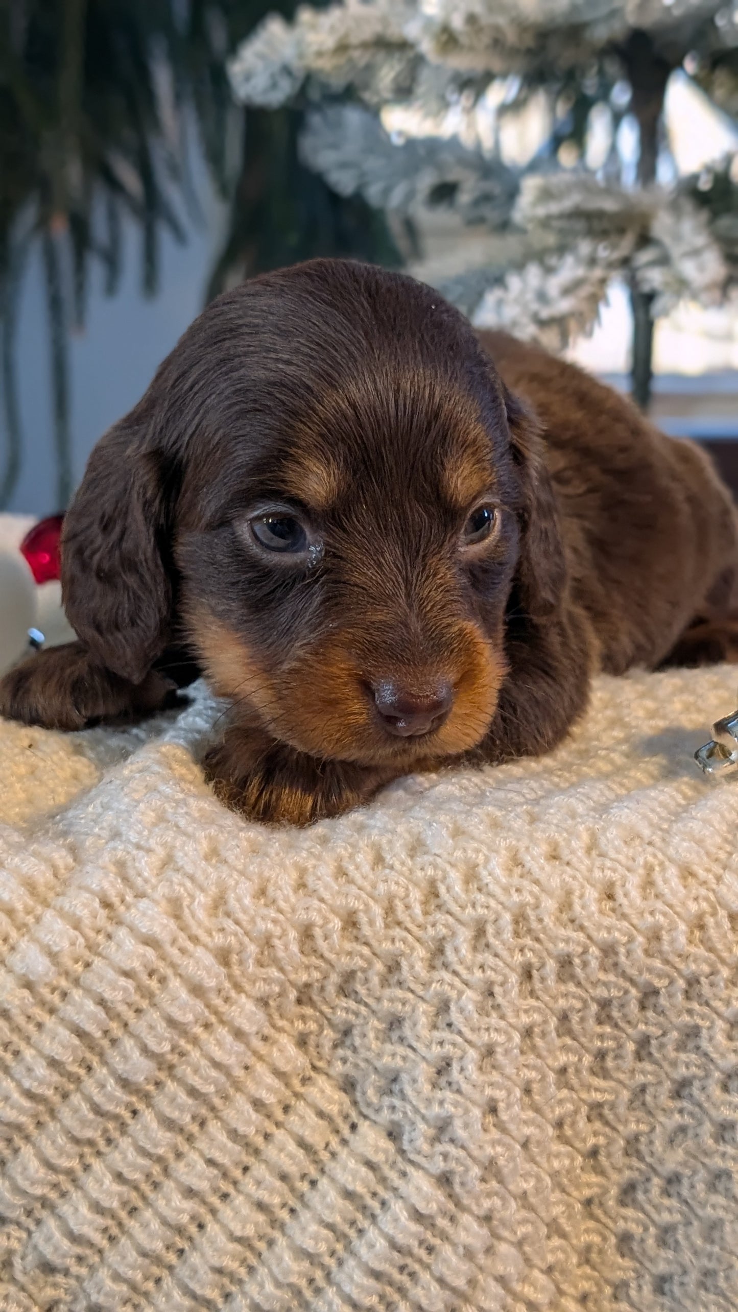 MINI DACHSHUND (NOV 16) FEMALES