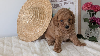 MINI POODLE (06/29) MALE