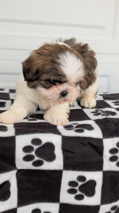 SHIH TZU (NOV 15) FEMALES