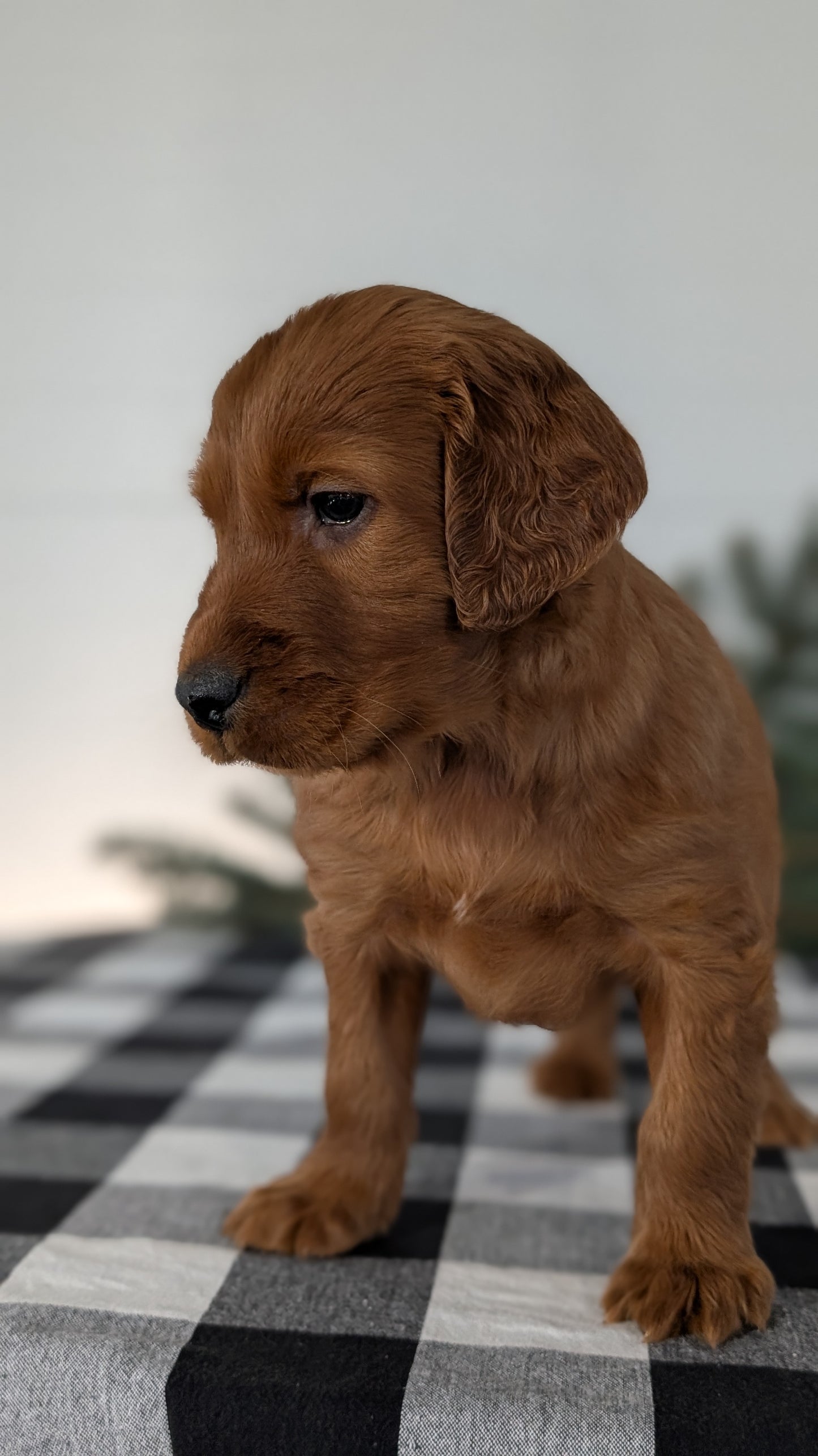 IRISH SETTER (NOV 02) MALES