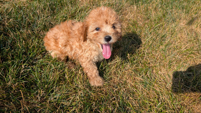 CAVAPOO (05/29) MALE