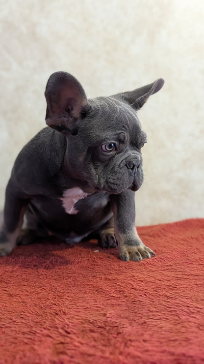 FRENCH BULLDOG (OCT 03) MALES