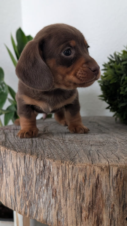 MINI DACHSHUND (09/22) MALE