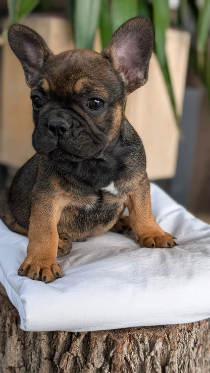 FRENCH BULLDOG (08/12) MALE
