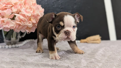 ENGLISH BULLDOG (FEB 09) MALES