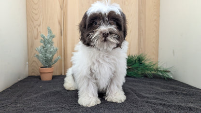 HAVANESE (09/13) FEMALE