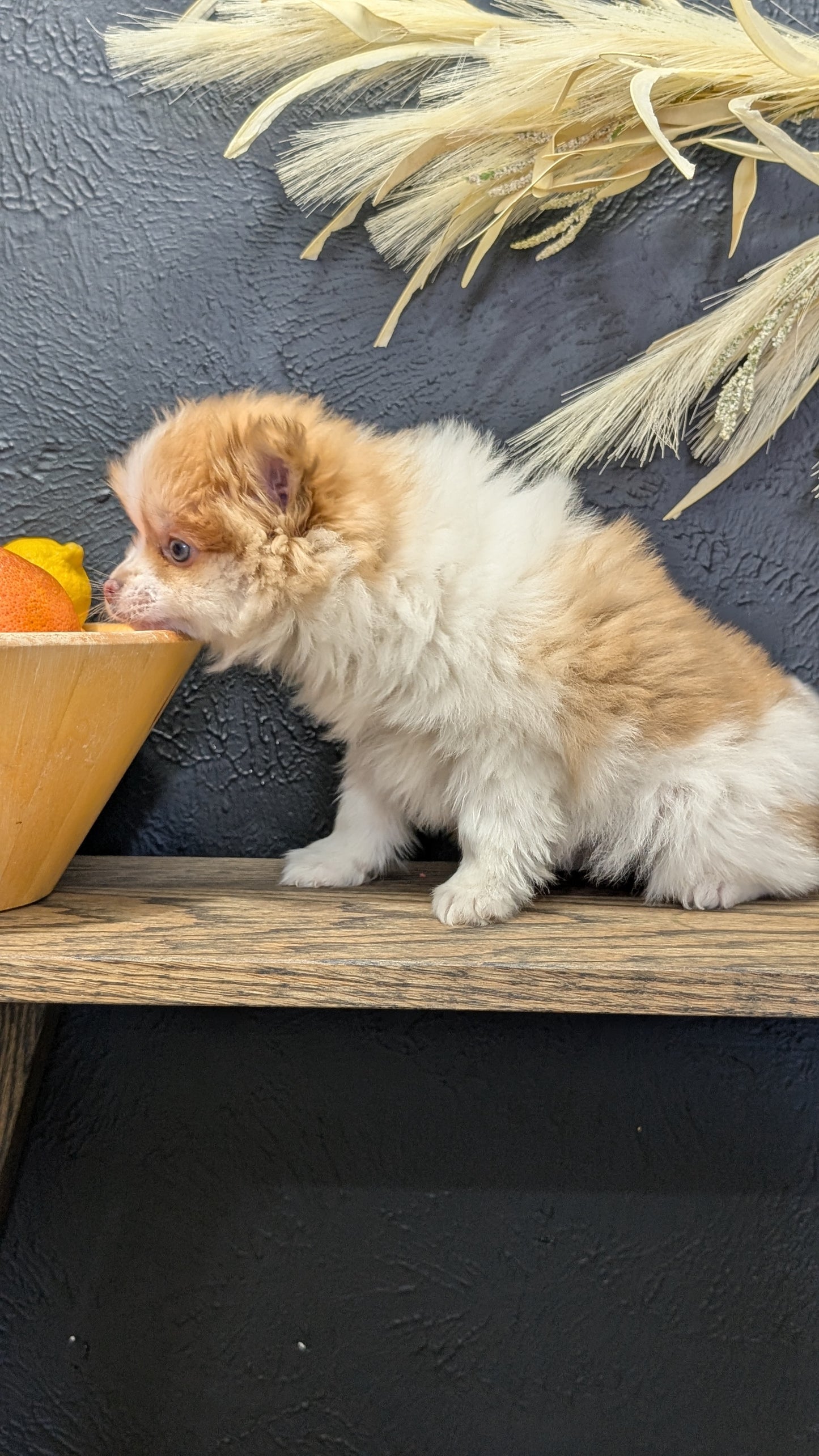 POMERANIAN (NOV 23) MALE