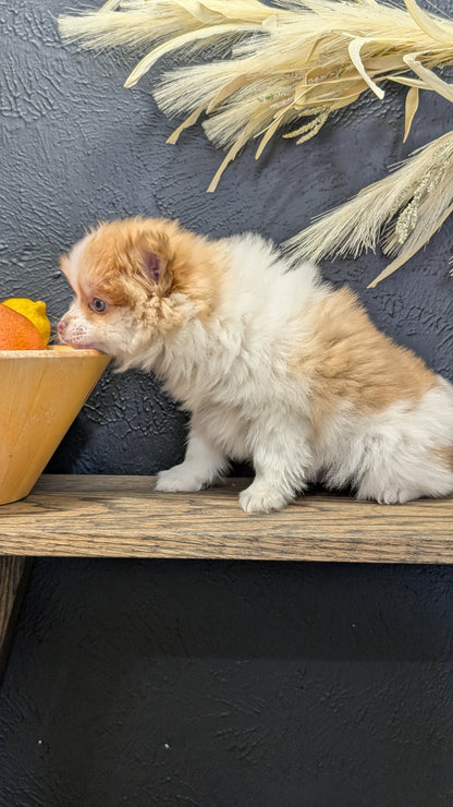 POMERANIAN (NOV 23) MALE