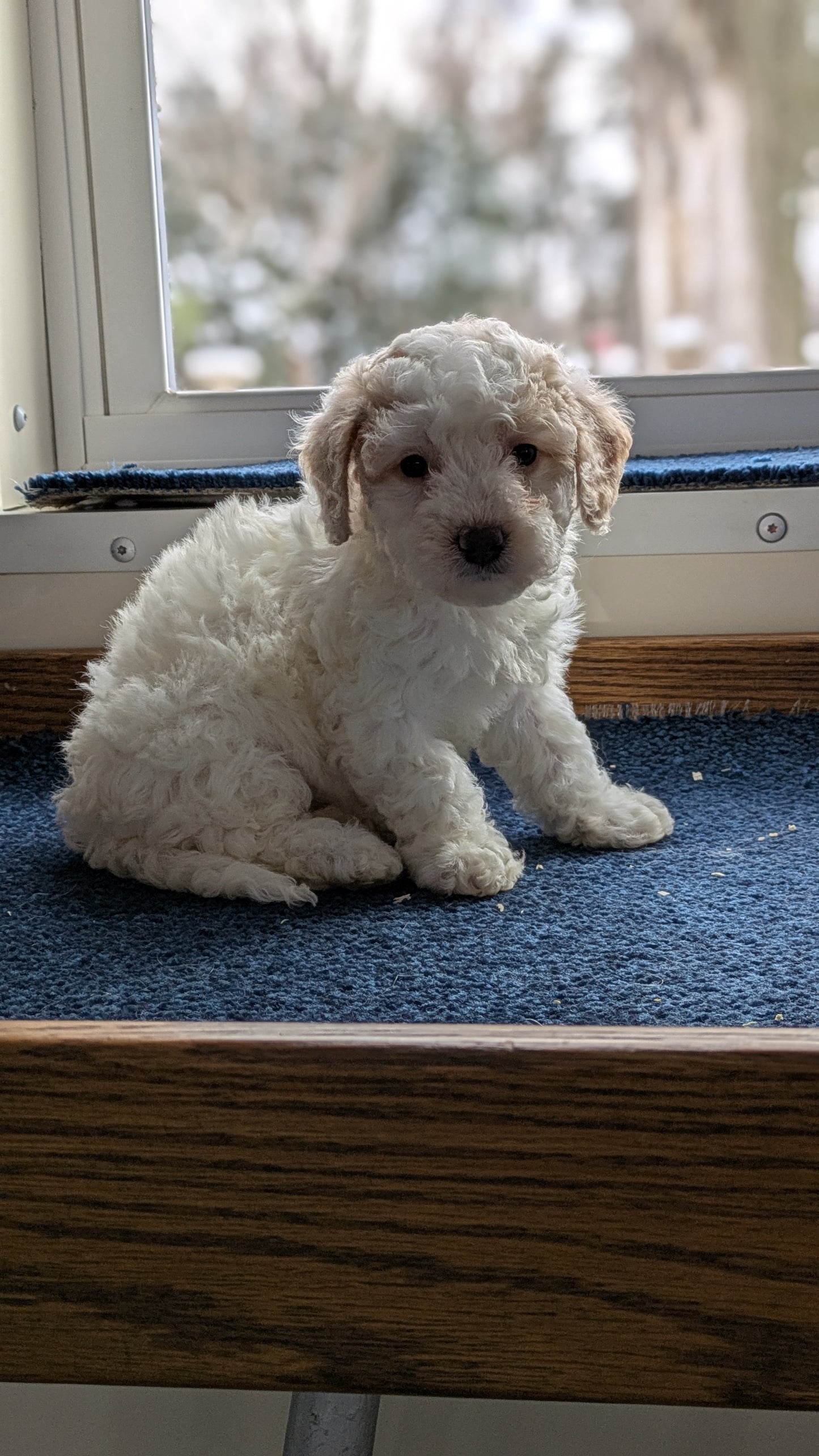 BICHPOO (12/29) FEMALE