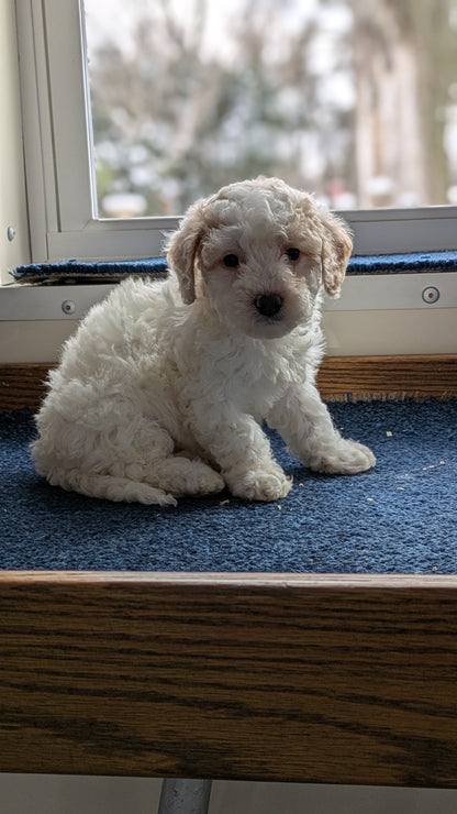 BICHPOO (12/29) FEMALE