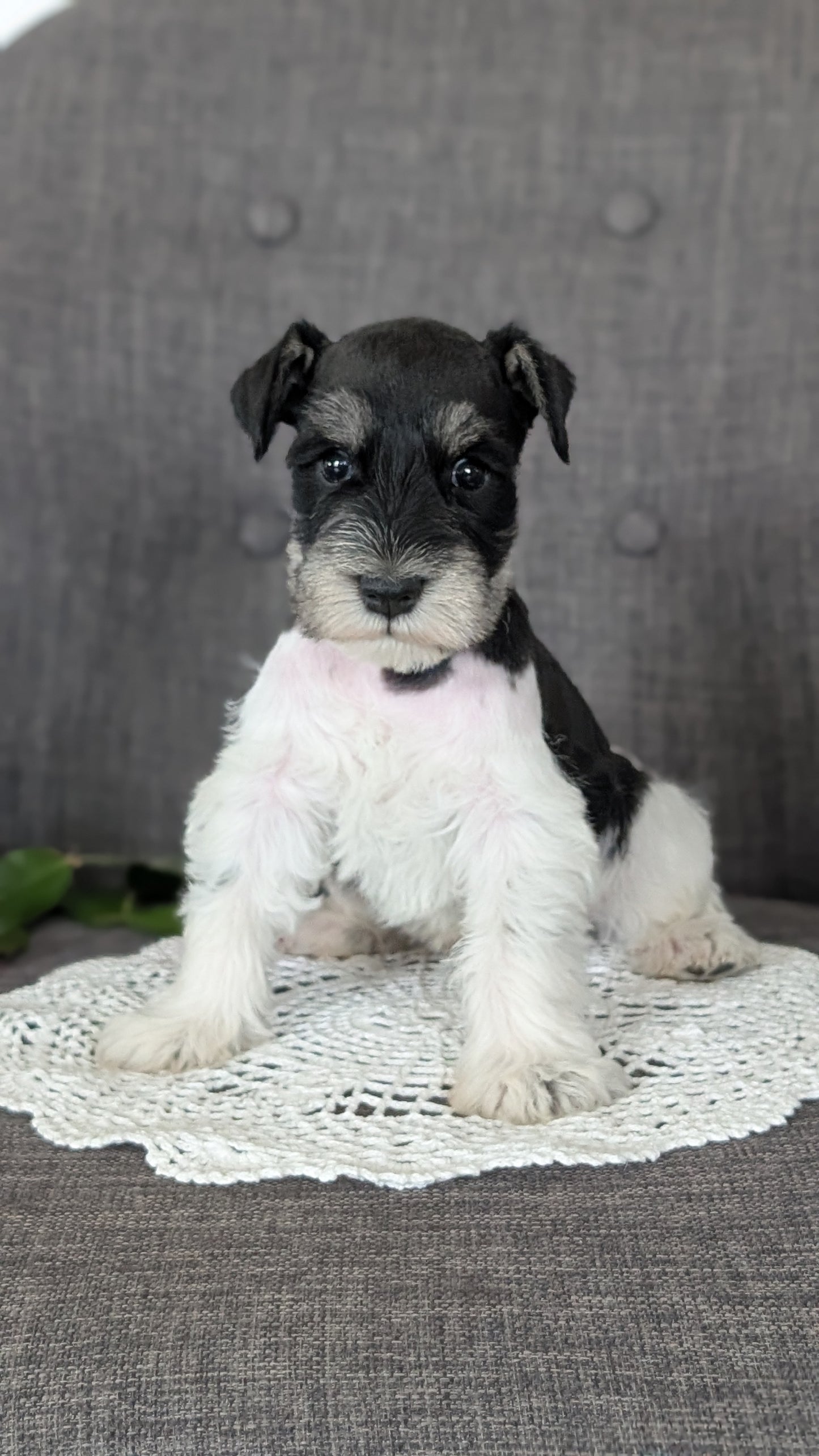 MINI SCHNAUZER (JAN 20) MALES