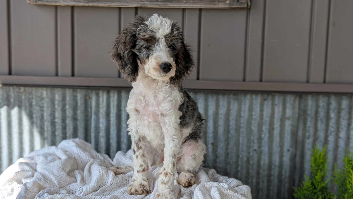 COCKAPOO (MAY 22) MALES