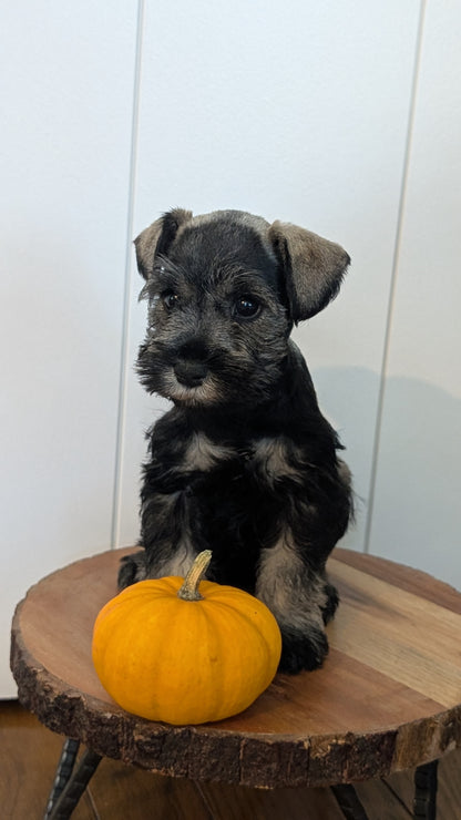 MINI SCHNAUZER (AUG 24) 8 FEMALES