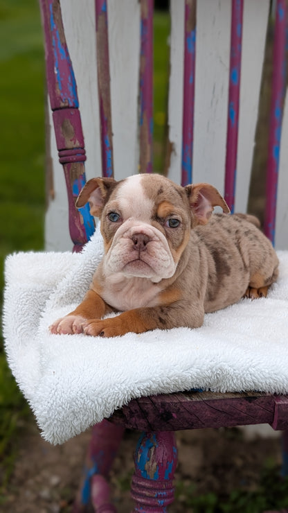 ENGLISH BULLDOG (FEB 09) FEMALES