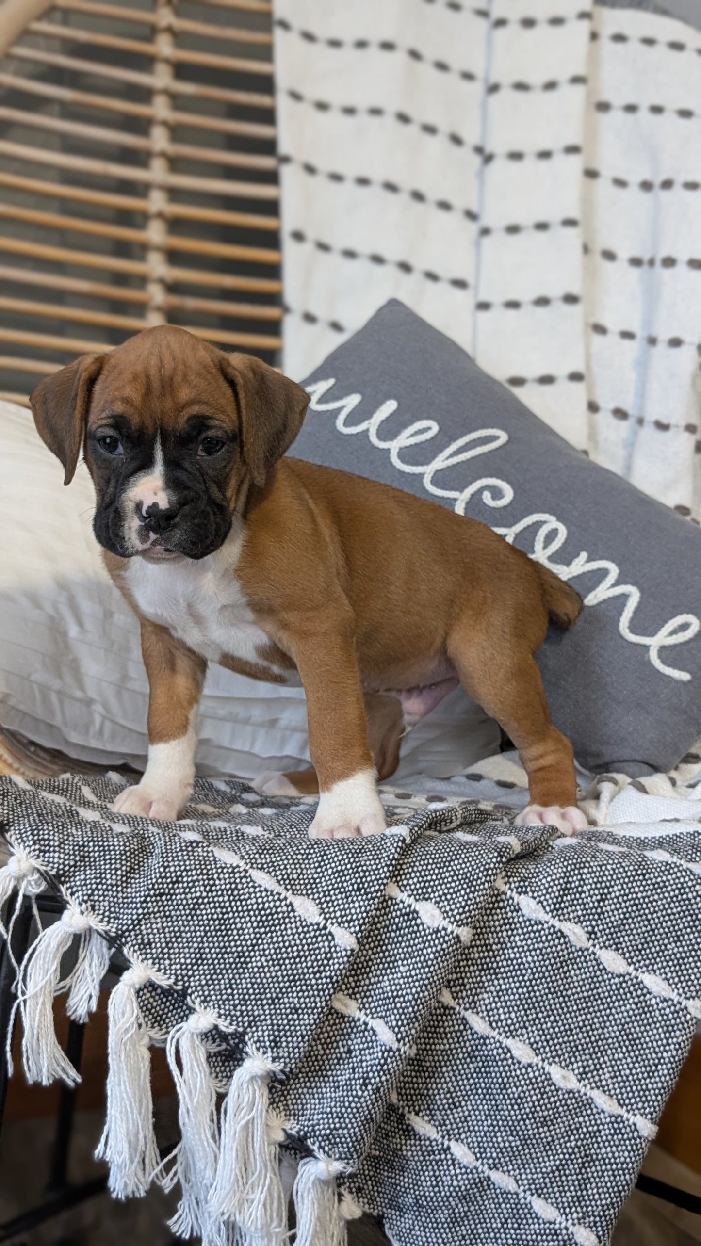 BOXER (OCT 12) MALES