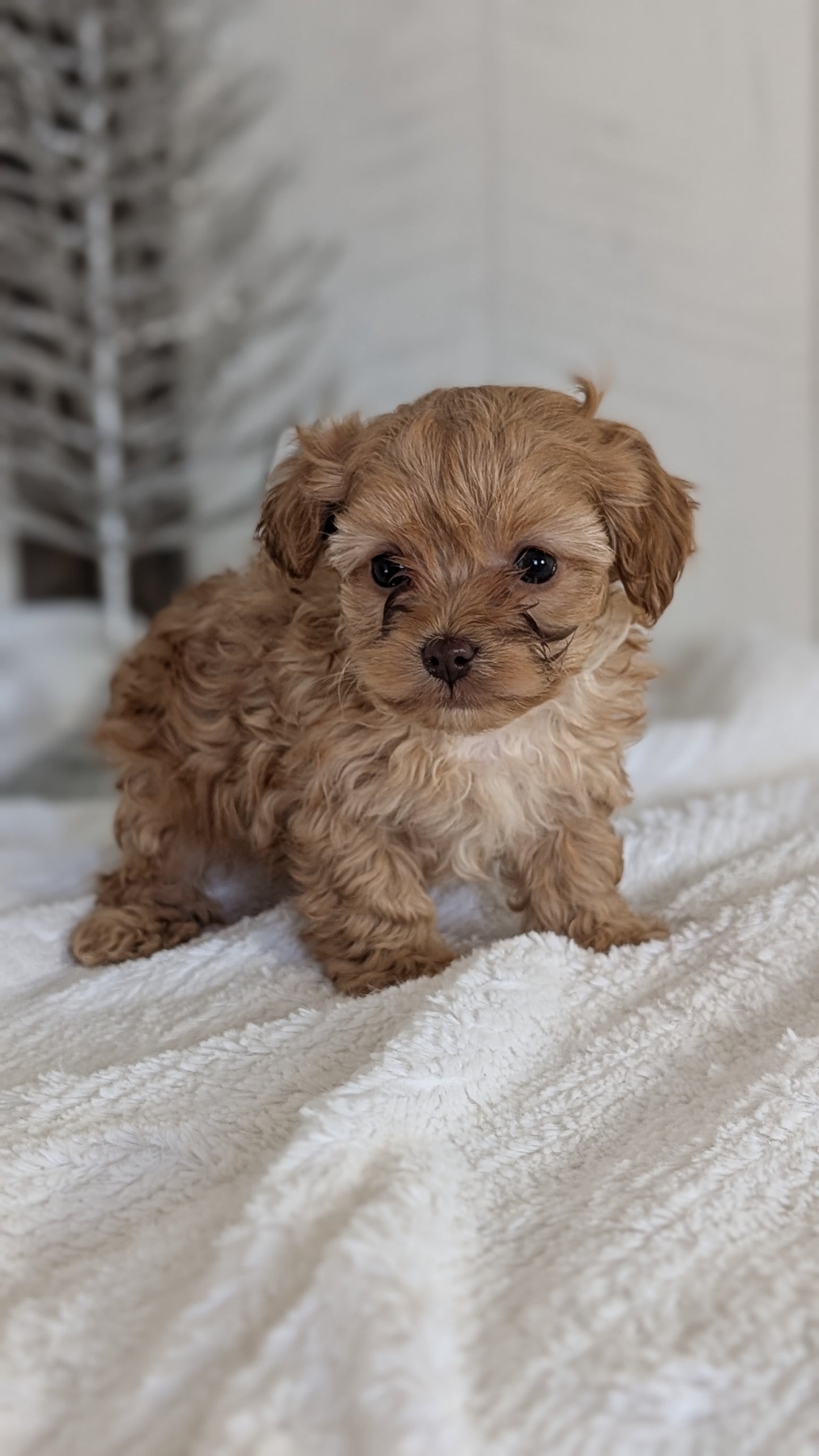 CAVAPOO (NOV 08) MALES