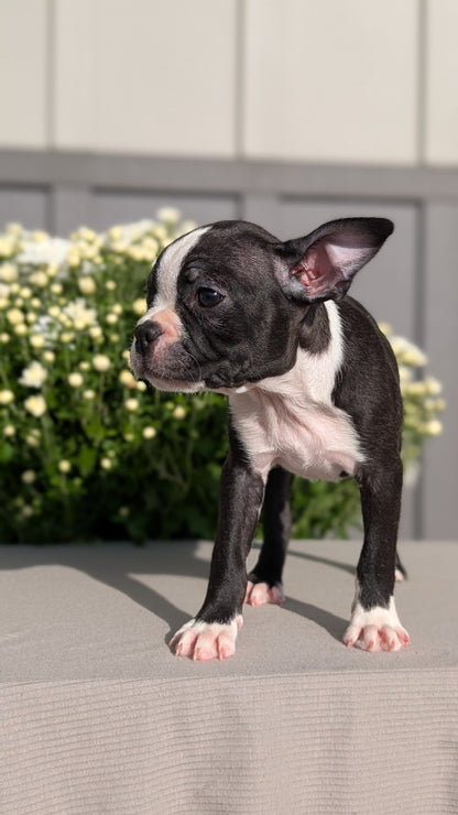 BOSTON TERRIER (JUL 11) 4 FEMALES/4 MALES