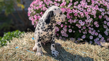 DALMATIAN (JUN 29) MALES