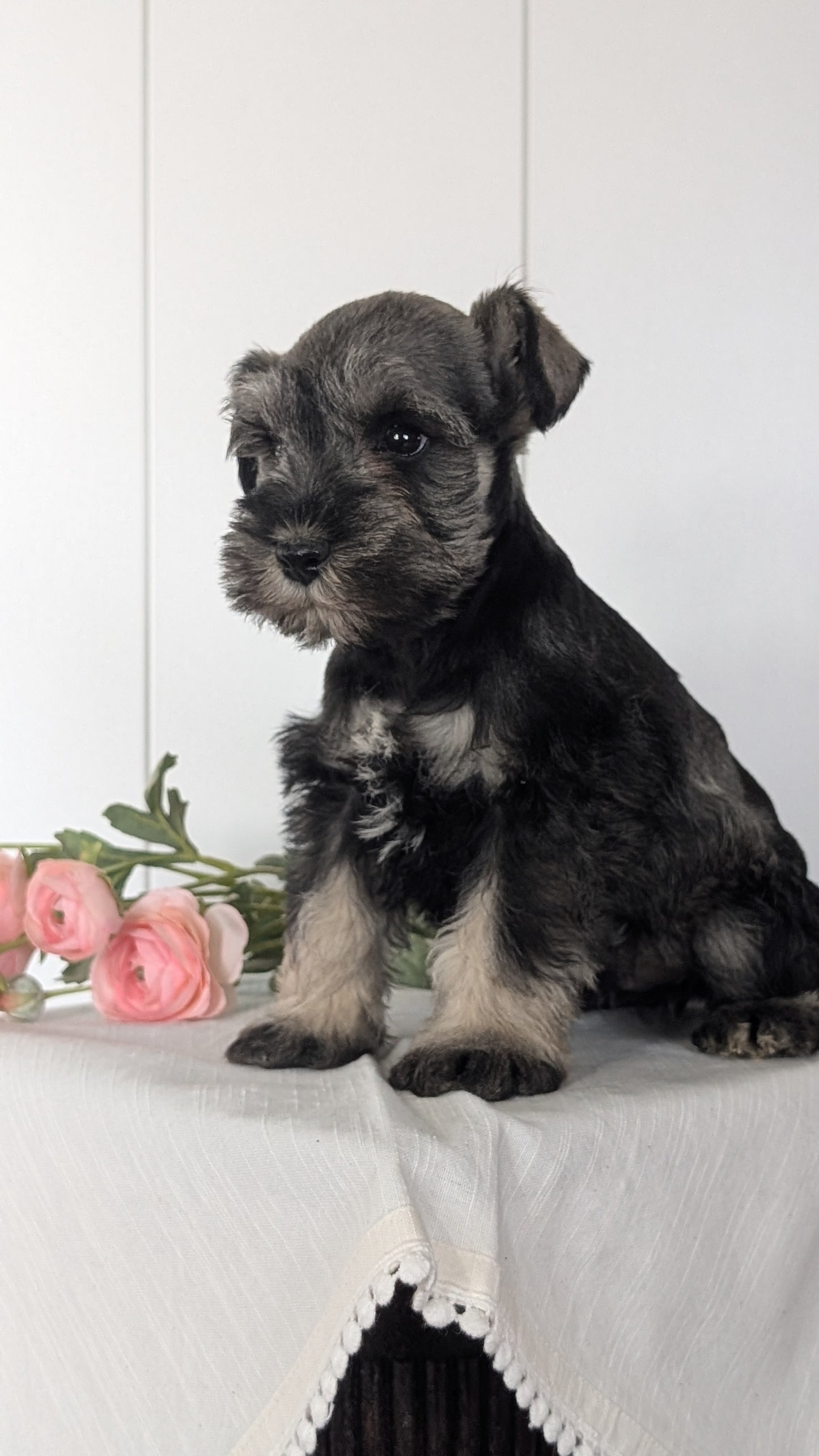 MINI SCHNAUZER (JAN 14) MALES