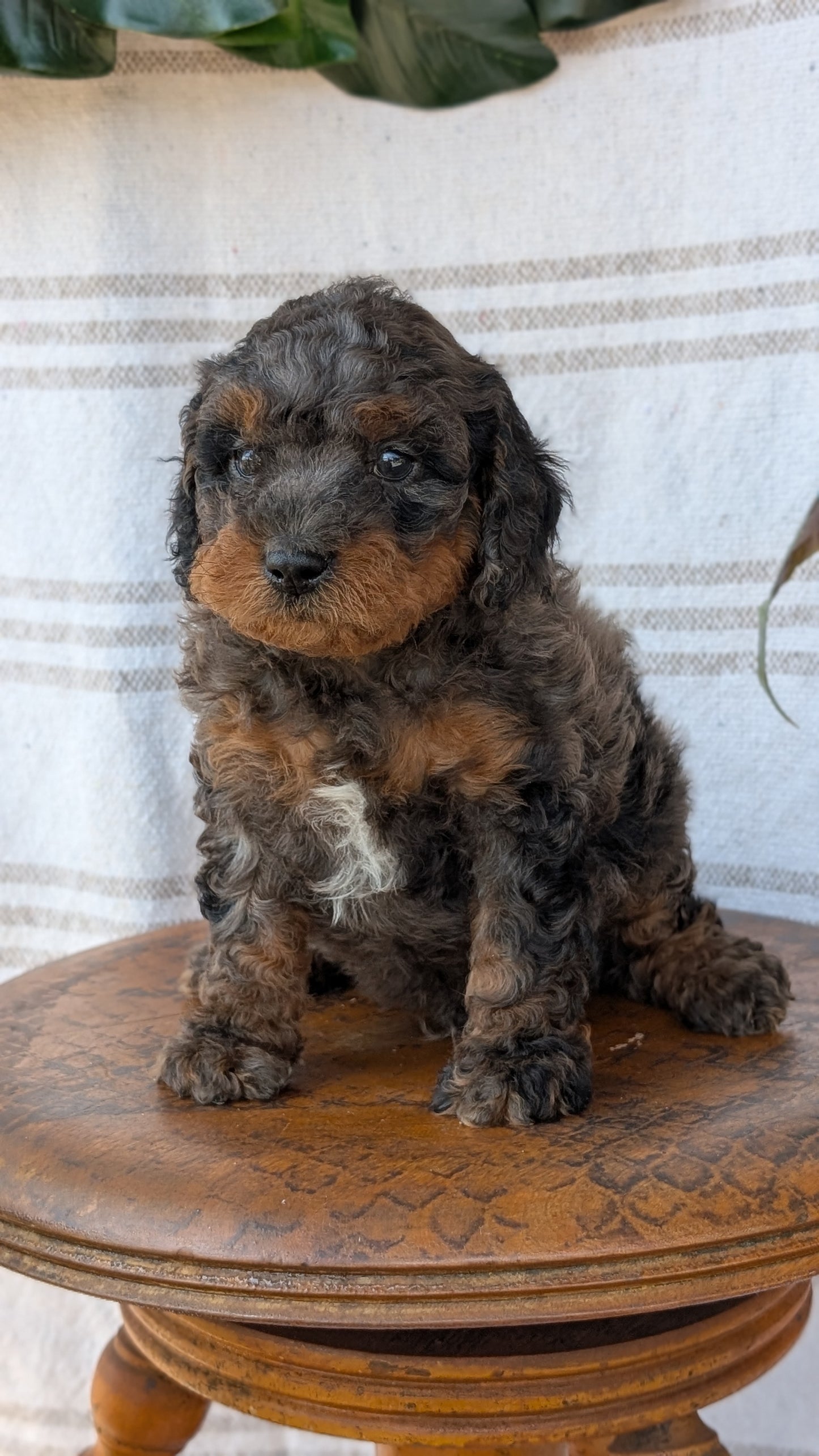 CAVAPOO (MAY 23) MALES