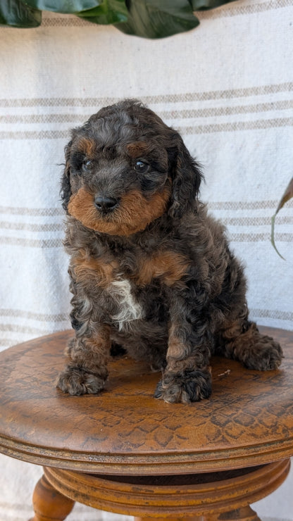 CAVAPOO (MAY 23) MALES